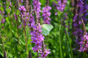 butterfly on flower