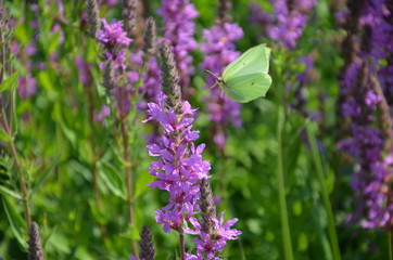 purple flowers in the garden