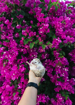 Cutest hedgehog among flowering bougainvillea bush
