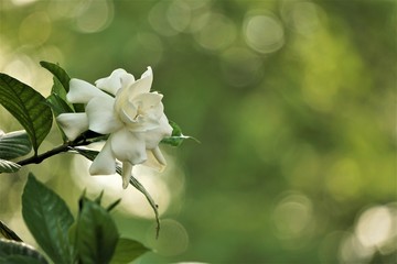 Pretty gardenia flower (Gardenia jasminoides) blooming in the green garden background , Spring in GA USA.