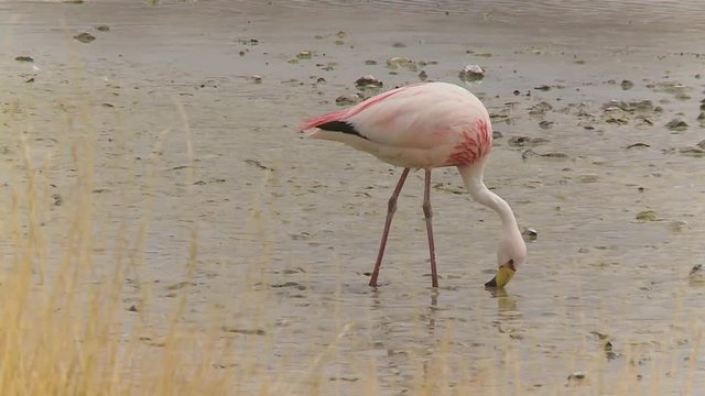 Medium high-angle still shot of a lone pink and white flamingo searching for food in muddy and saline water along River Isluga, Bolivia.