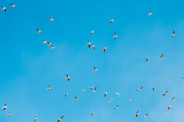 A lot of doves flying on blue sky freedom concept background