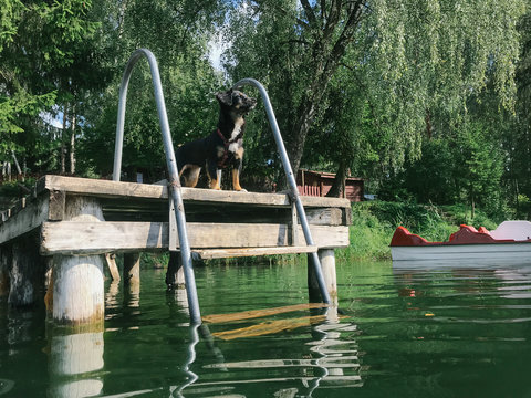 Dog On A Dock's Lake.