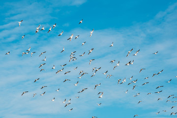A lot of doves flying on blue sky freedom concept background