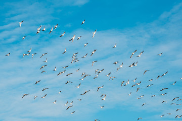 A lot of doves flying on blue sky freedom concept background