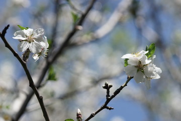 Flowering almond tree in spring garden at sunny day