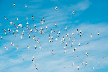 A lot of doves flying on blue sky freedom concept background © k_samurkas