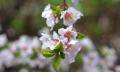 flowers of a tree