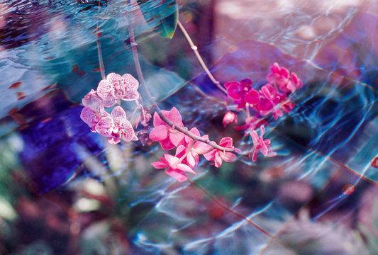 Colorful pink Orchid over blue pool of water