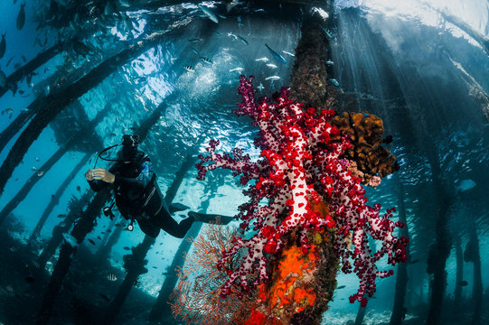 Under the Jetty, Diver and Soft Coral