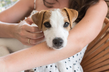 Jack russell terrier puppy