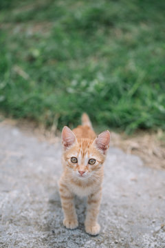 Cute kitten on path