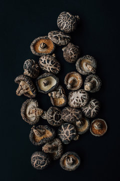 Mushroom Harvest