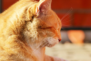 A profile of a ginger stripped cat with closed eyes. Concept of relaxing and leisure.
