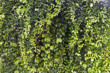 Green leaf pattern background