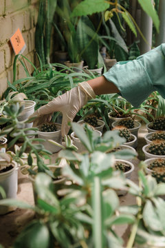 Woman working with cactuses in pots