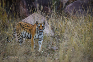 Fototapeta na wymiar A royal bengal tiger on stroll for scent marking in his territory. A head on shot of a pregnant tigress at kanha national park, Mandla, madhya pradesh, india