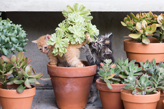 Kittens planing in plant pots.