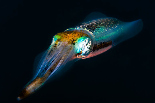 Squid