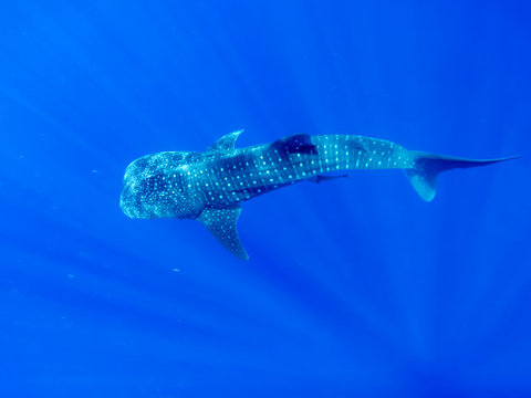 Whale Shark