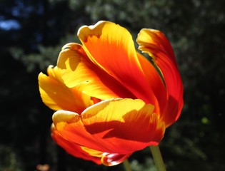 Beautifully blooming colorful tulip in a spring garden