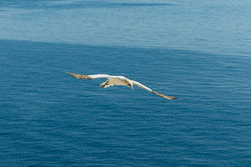 Fototapeta na wymiar Weisser Seevogel fliegt über dem Meer