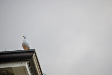 seagull on a roof