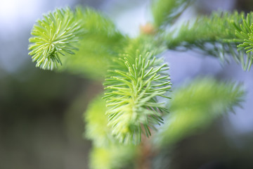 bokeh background plants
