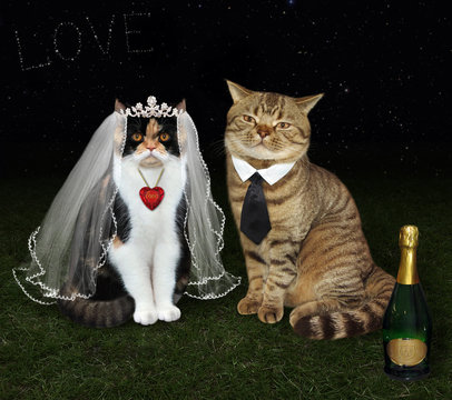 The cat's newlyweds is sittind on the meadow under the stars.The bottle of champagne is next to them.