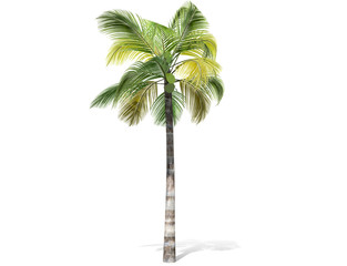 3D rendering - tall coconut tree  isolated over a white background use for natural poster or  wallpaper design, 3D illustration Design.