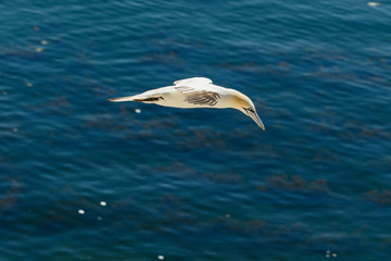 Weisser Seevogel fliegt über dem Meer