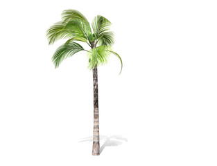 3D rendering - tall coconut tree  isolated over a white background use for natural poster or  wallpaper design, 3D illustration Design.