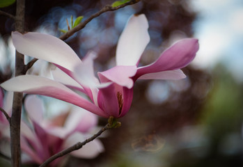 Magnolia blooming in spring in the Park