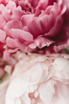 A bouquet of pink peonies