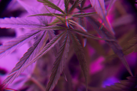 Marijuanna art