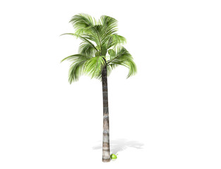 3D rendering - tall coconut tree  isolated over a white background use for natural poster or  wallpaper design, 3D illustration Design.