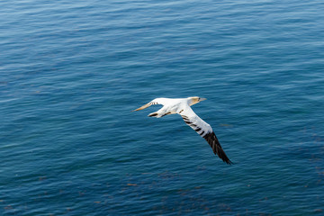 Weisser Seevogel fliegt über dem Meer