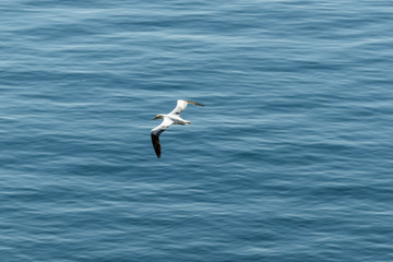 Fototapeta na wymiar Weisser Seevogel fliegt über dem Meer