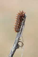 Caterpillar in its natural environment.