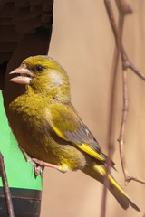 A bright greenfinch with an open beak looks at the photographer. Green and yellow songbird in nature habitat. Close-up. Blurred background.