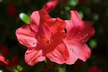 Obraz premium Beautiful azalea flowers bloom under spring sunshine