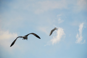 seagulls flying in winter