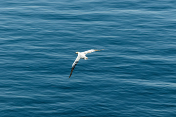 Weisser Seevogel fliegt über dem Meer