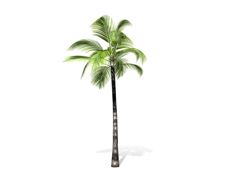 3D rendering - tall coconut tree  isolated over a white background use for natural poster or  wallpaper design, 3D illustration Design.