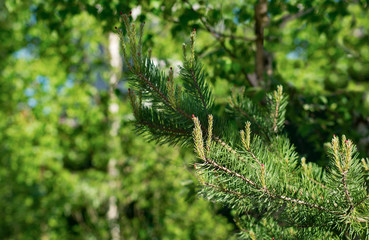 vivid green christmas tree macro