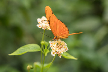 tropischer falter