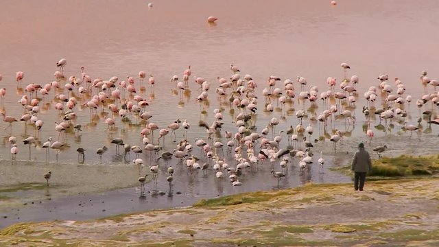 Wide high-angle still shot of Andean flamingos near the bank of Laguna Colorada Lake as a man walks towards them cautiously, Lake Laguna Colorada, Bolivia