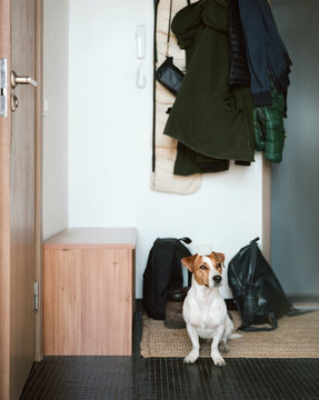 Cute dog sitting on doormat