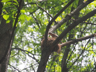 The thrush flew to the nest to feed the Chicks.