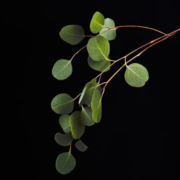 Green eucalyptus leaves on branch isolated on black background